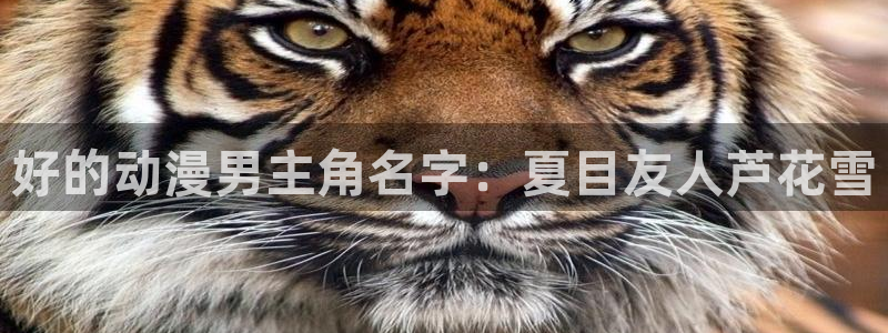 age动漫下载入口
